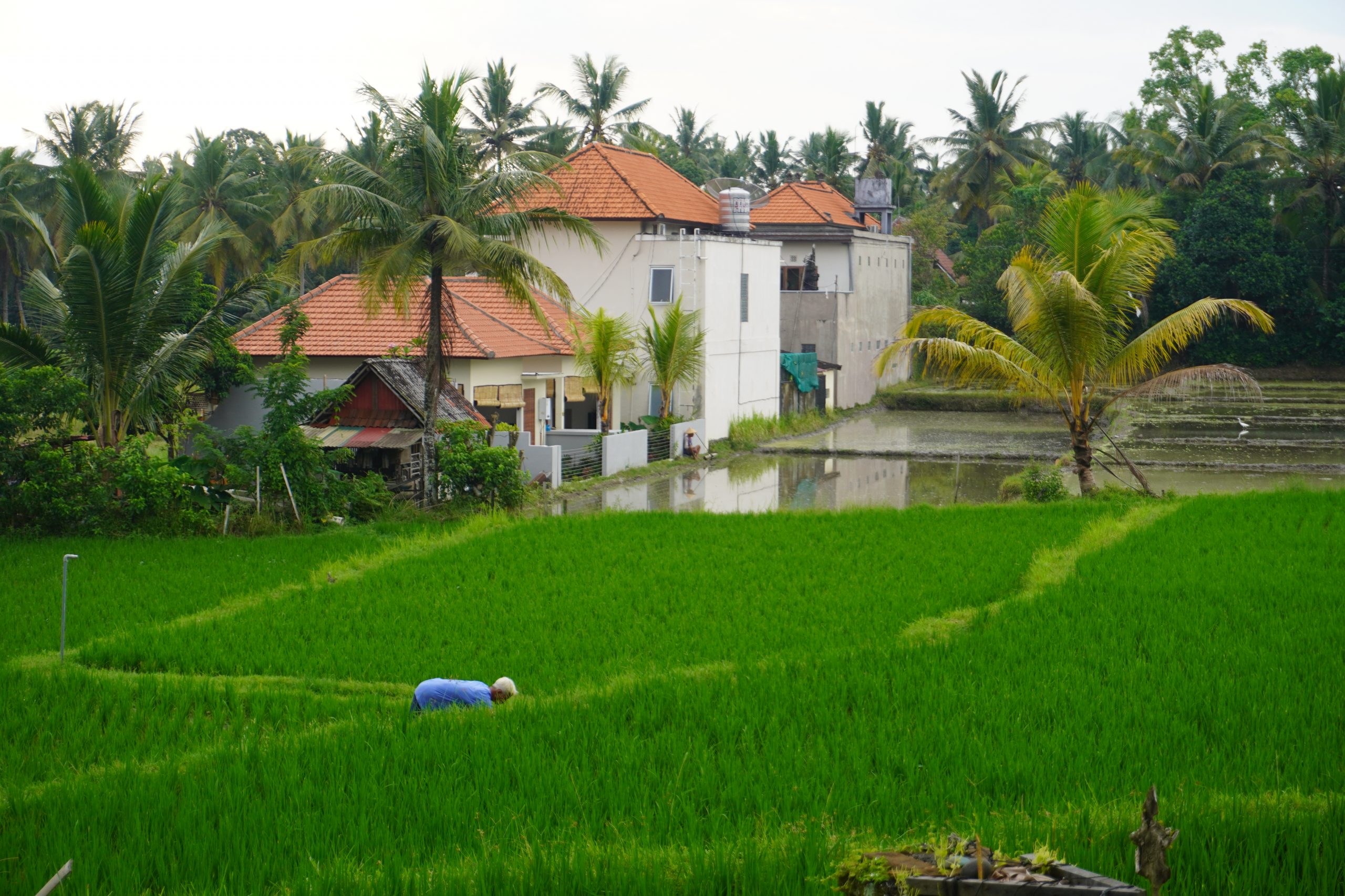 Blog Nr. 10: Zwei Welten auf Bali – unsere Eindrücke aus Canggu und Ubud